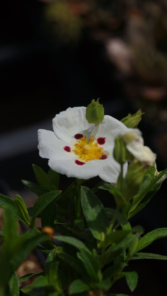 Cistus x dansereaui 'Decumbens' - Zistrose