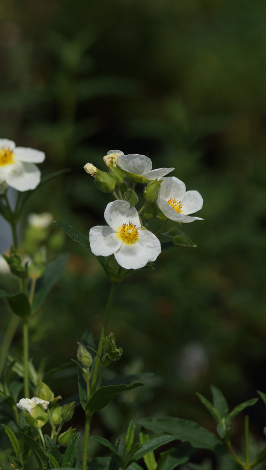 Cistus Hybride 'Jennifer Sommerfreude' - Zistrose