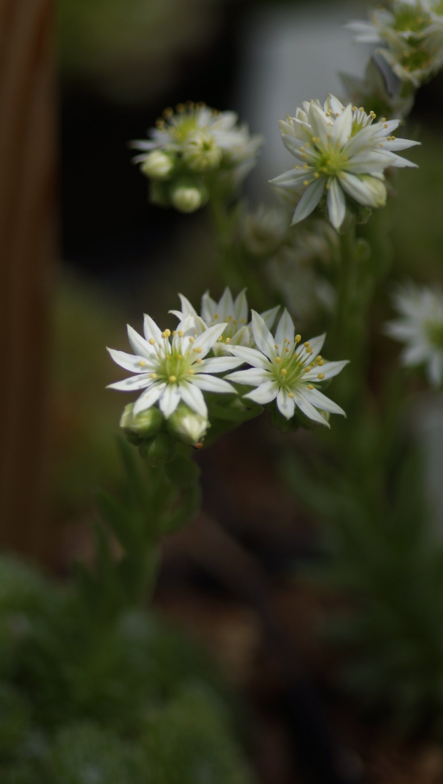 Sempervivum arachnoideum 'Baby Boo' - Spinnweben-Hauswurz