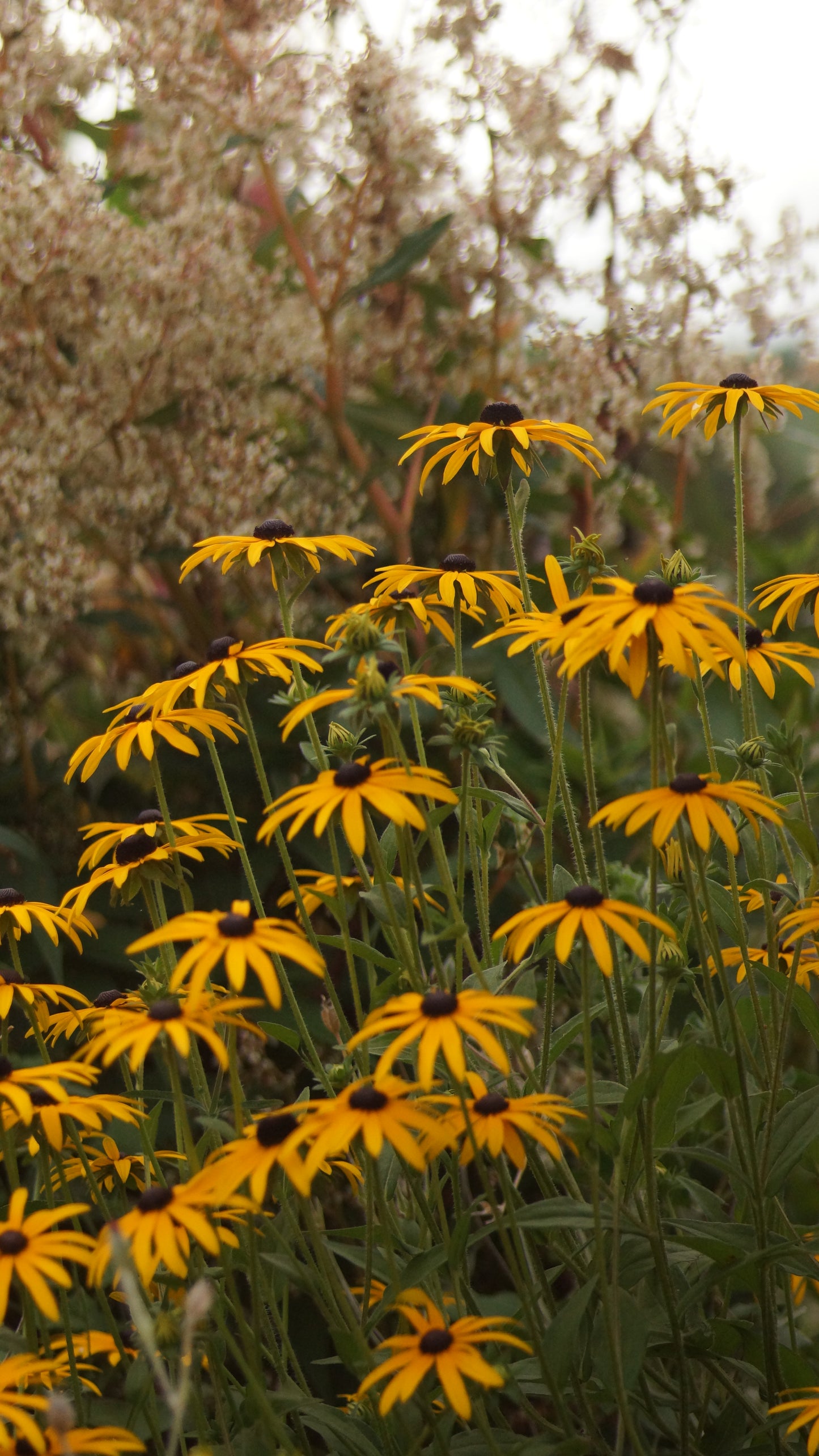 Rudbeckia fulgida var. deamii - Sonnenhut