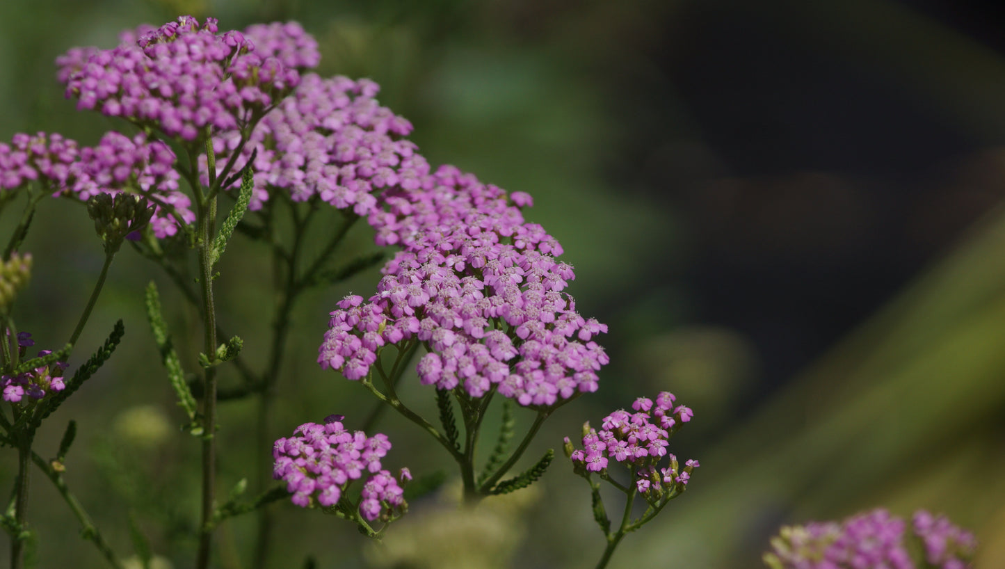 Achillea millefolium 'Lilac Beauty' - Schafgarbe