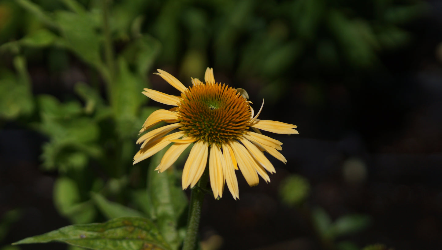 Echinacea purpurea 'Harvest Moon®' - Purpur-Sonnenhut
