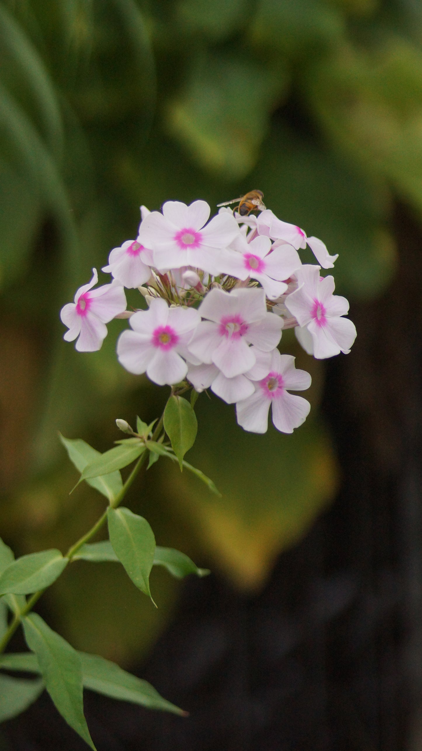 Phlox paniculata 'Europa'  - Hoher Stauden-Phlox