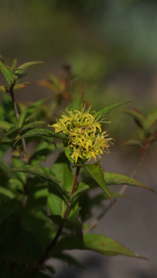 Diervilla sessiliflora 'Butterfly' - Buschgeissblatt