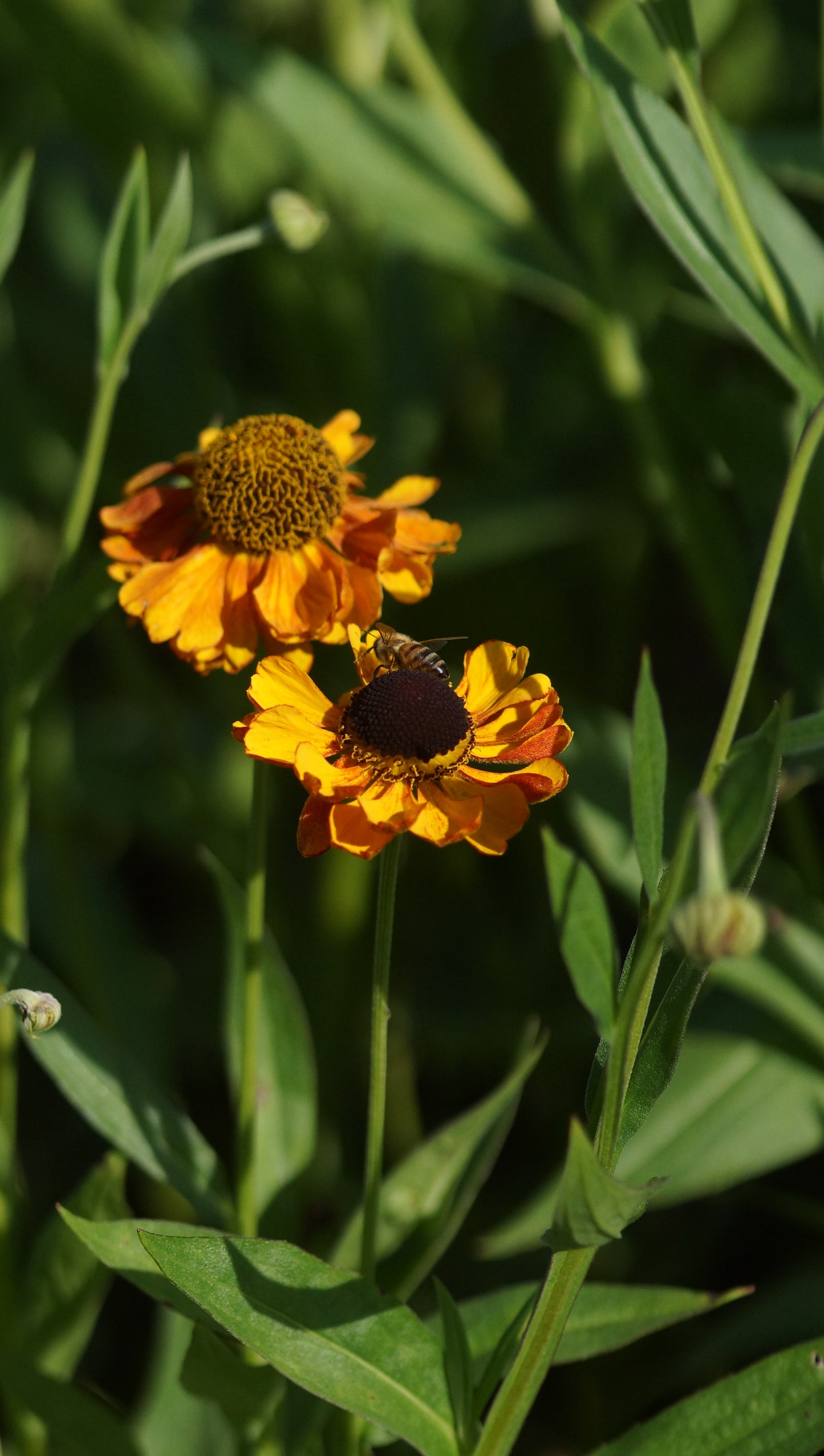 Helenium Hybride 'Carmen' - Sonnenbraut