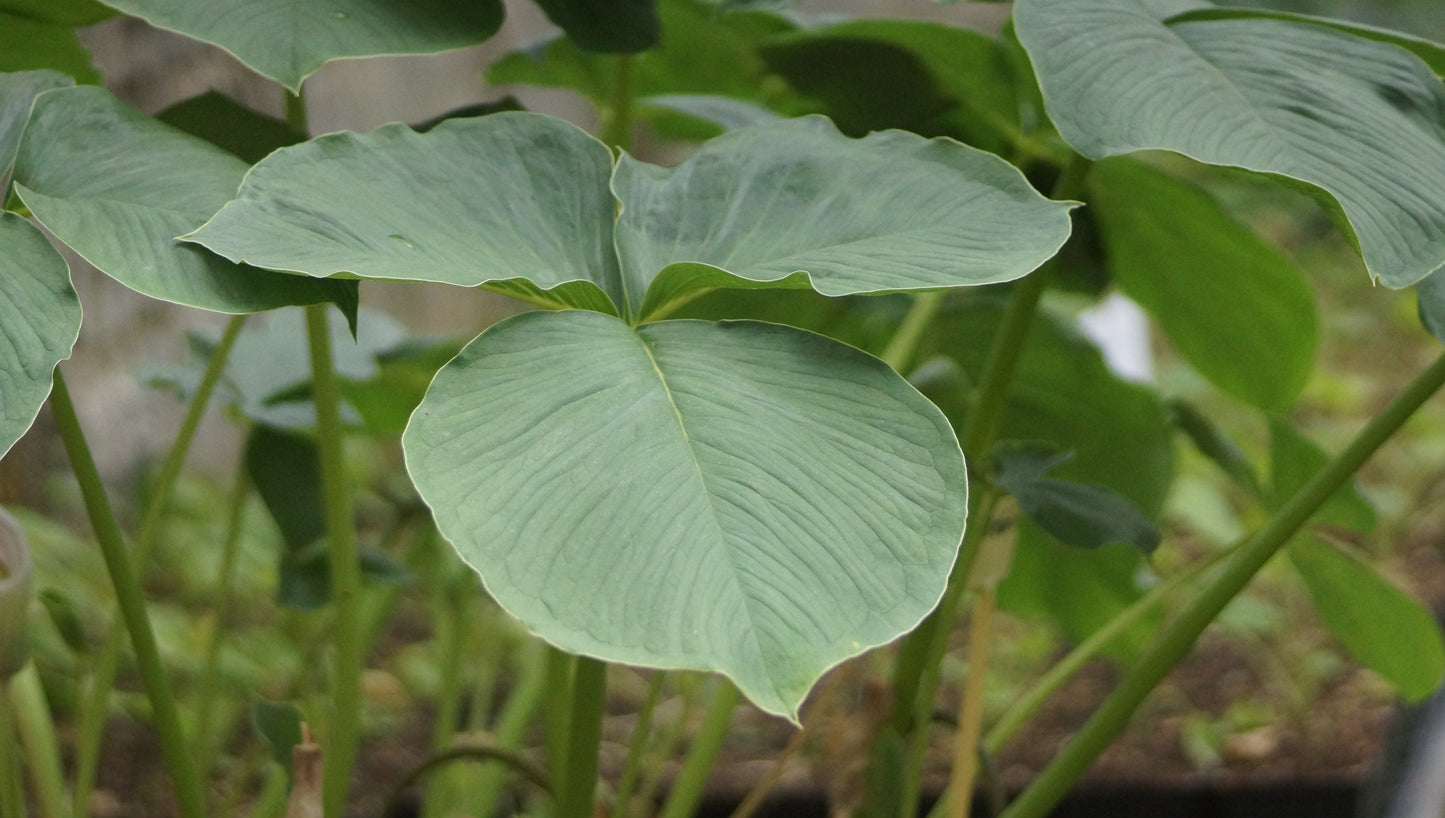 Arisaema candidissimum - Kobralilie