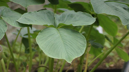 Arisaema candidissimum - Kobralilie