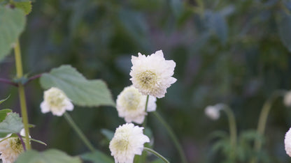 Anemone sylvestris 'Elise Fellmann' - Gefülltes Windröschen