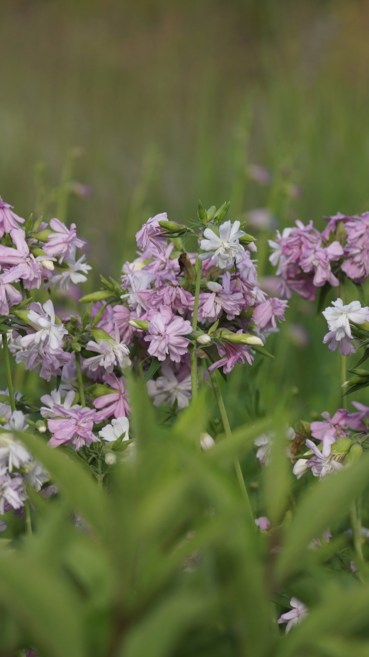 Saponaria officinalis 'Rosea Plena' - Gefülltes Seifenkraut