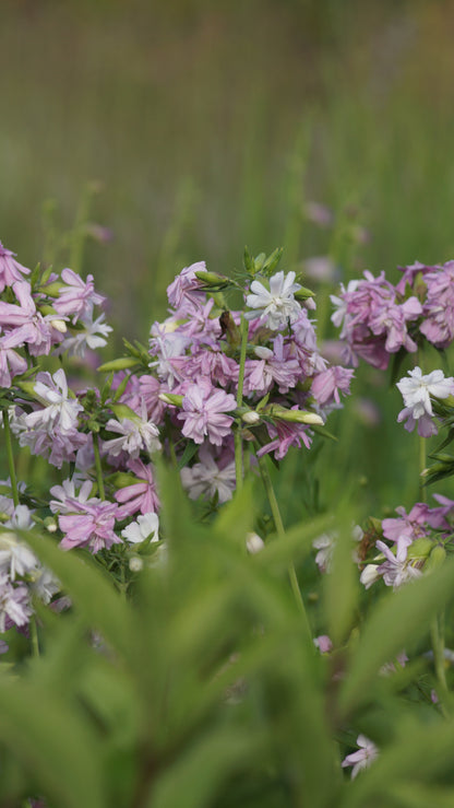 Saponaria officinalis 'Rosea Plena' - Gefülltes Seifenkraut