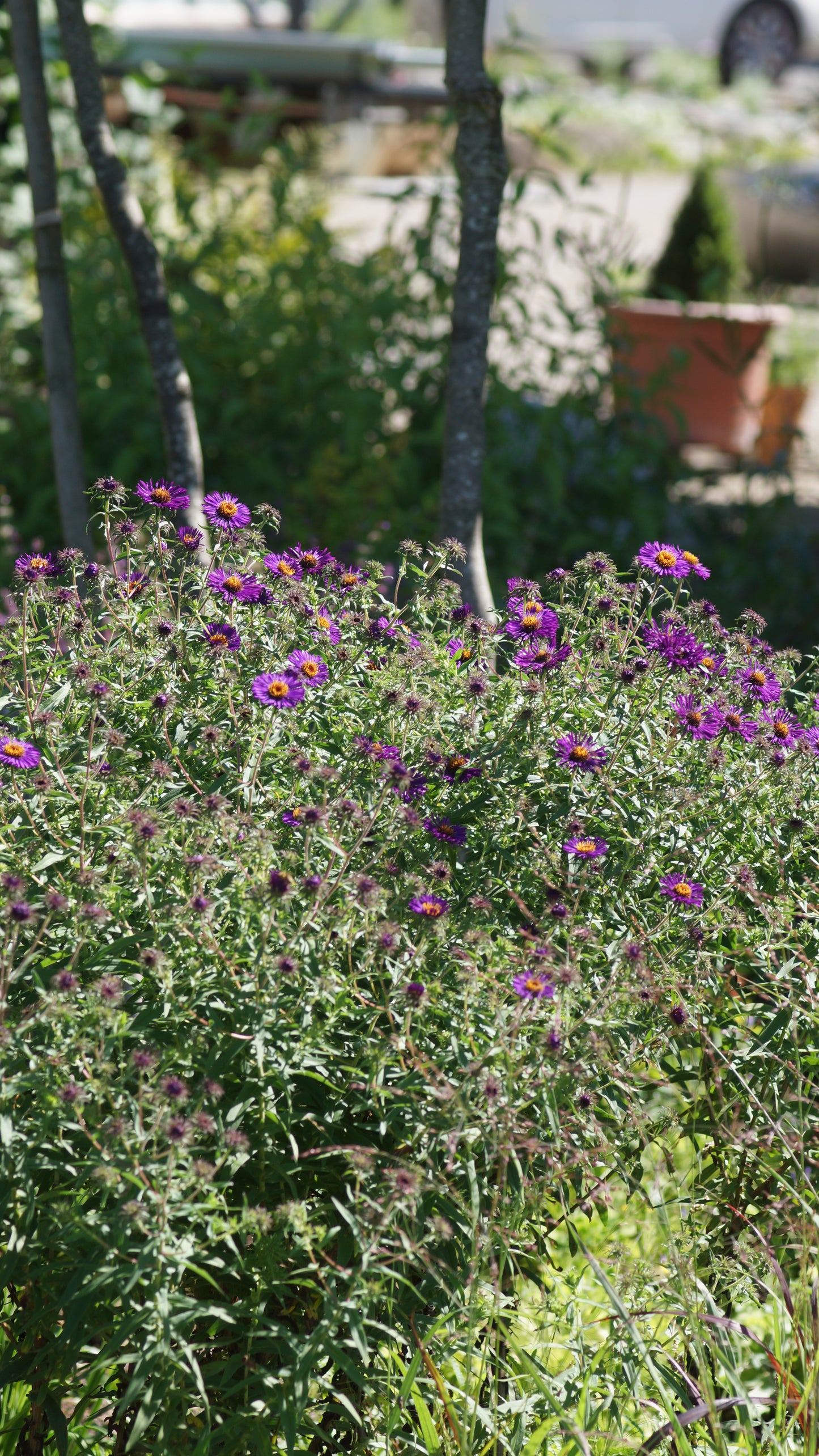 Aster novae-angliae 'Violetta' - Raublatt-Aster