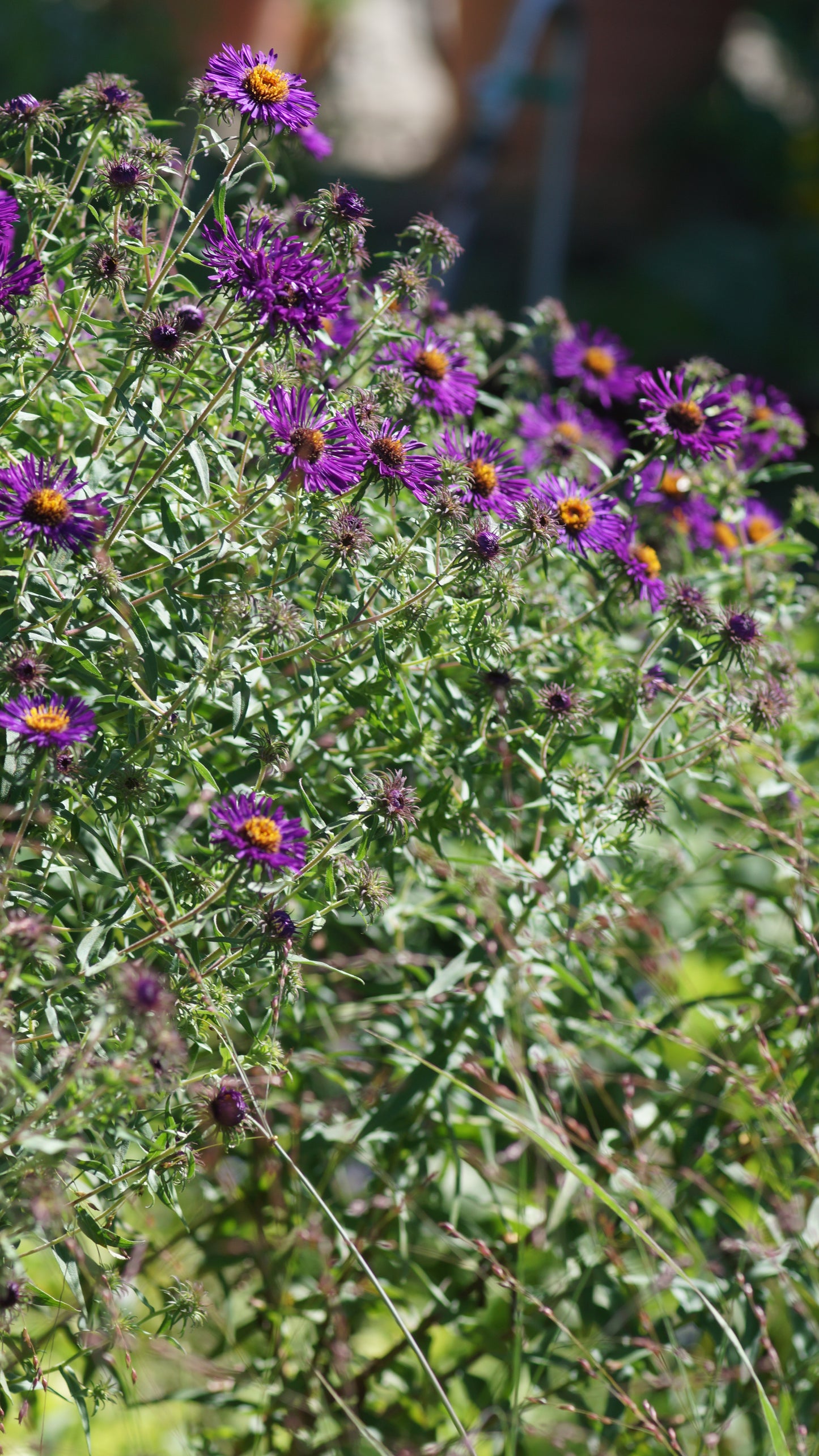 Aster novae-angliae 'Violetta' - Raublatt-Aster