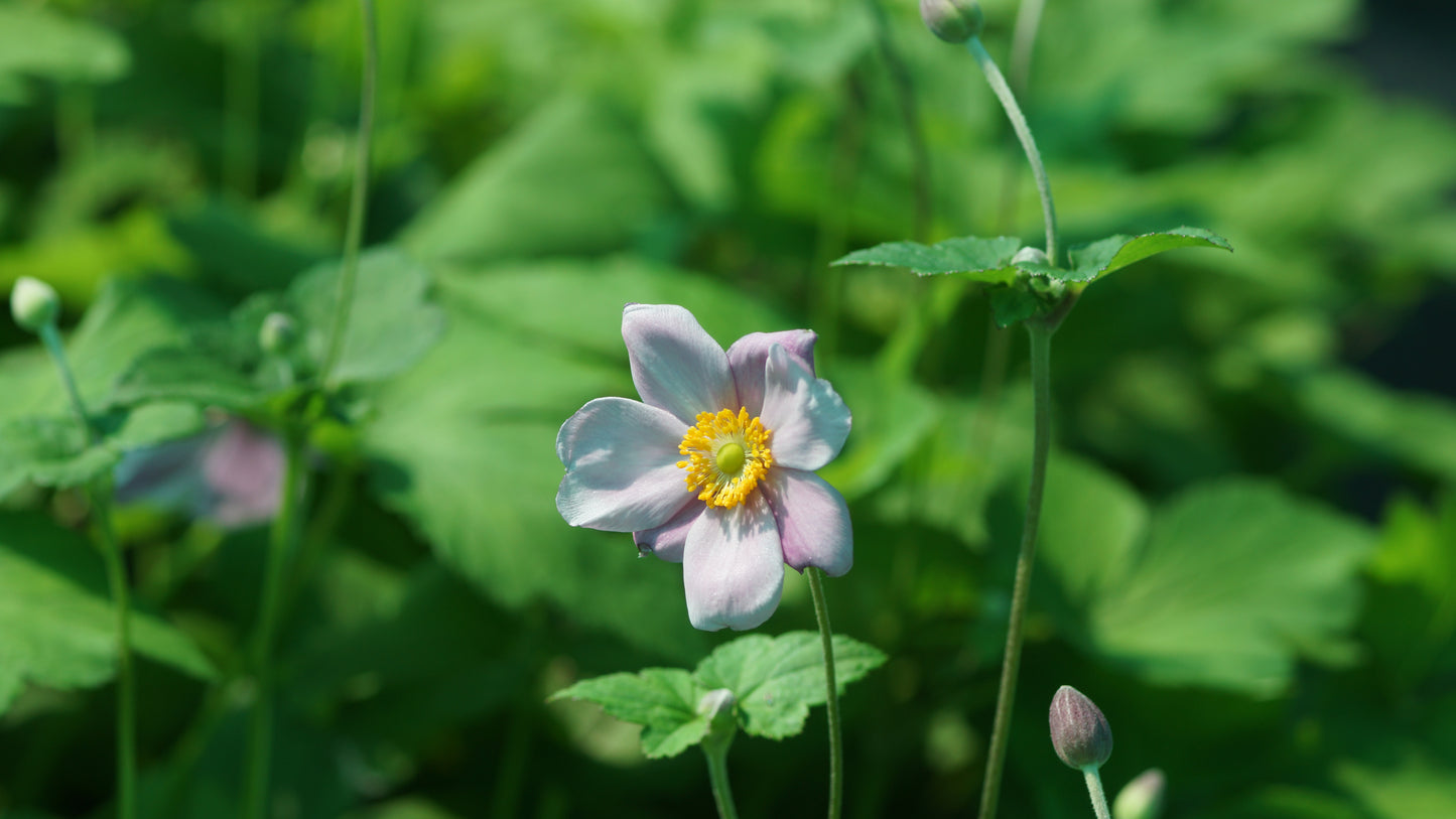 Anemone Japonica-Hybride 'Lorelei' - Herbst-Anemone