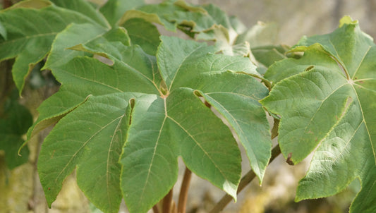 Tetrapanax papyrifer 'Rex' - Reispapierbaum