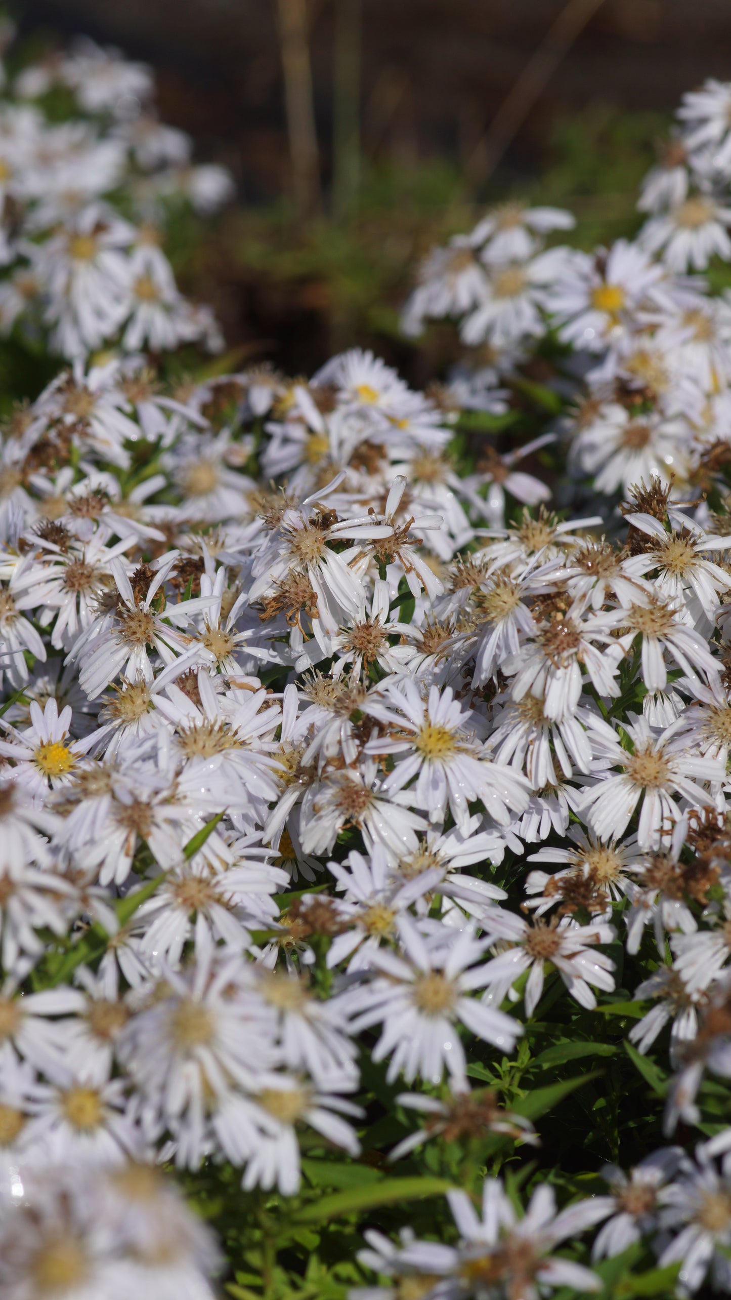 Aster dumosus 'Apollo' - Kissen-Aster