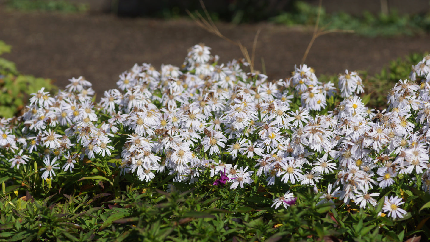 Aster dumosus 'Apollo' - Kissen-Aster