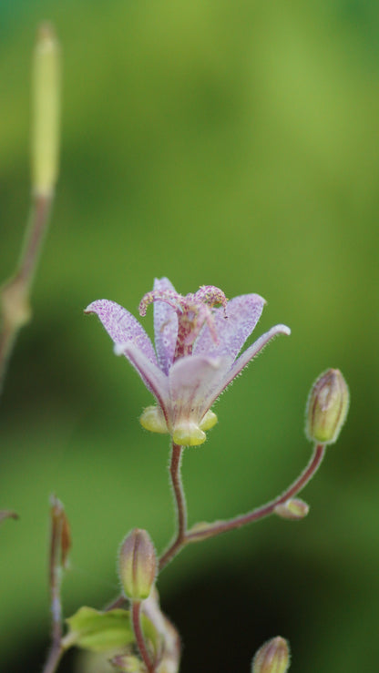 Tricyrtis formosana 'Spotted Toad' - Krötenlilie