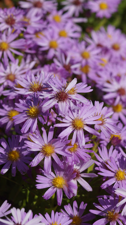 Aster dumosus 'Herbstgruss von Bresserhof' - Kissen-Aster