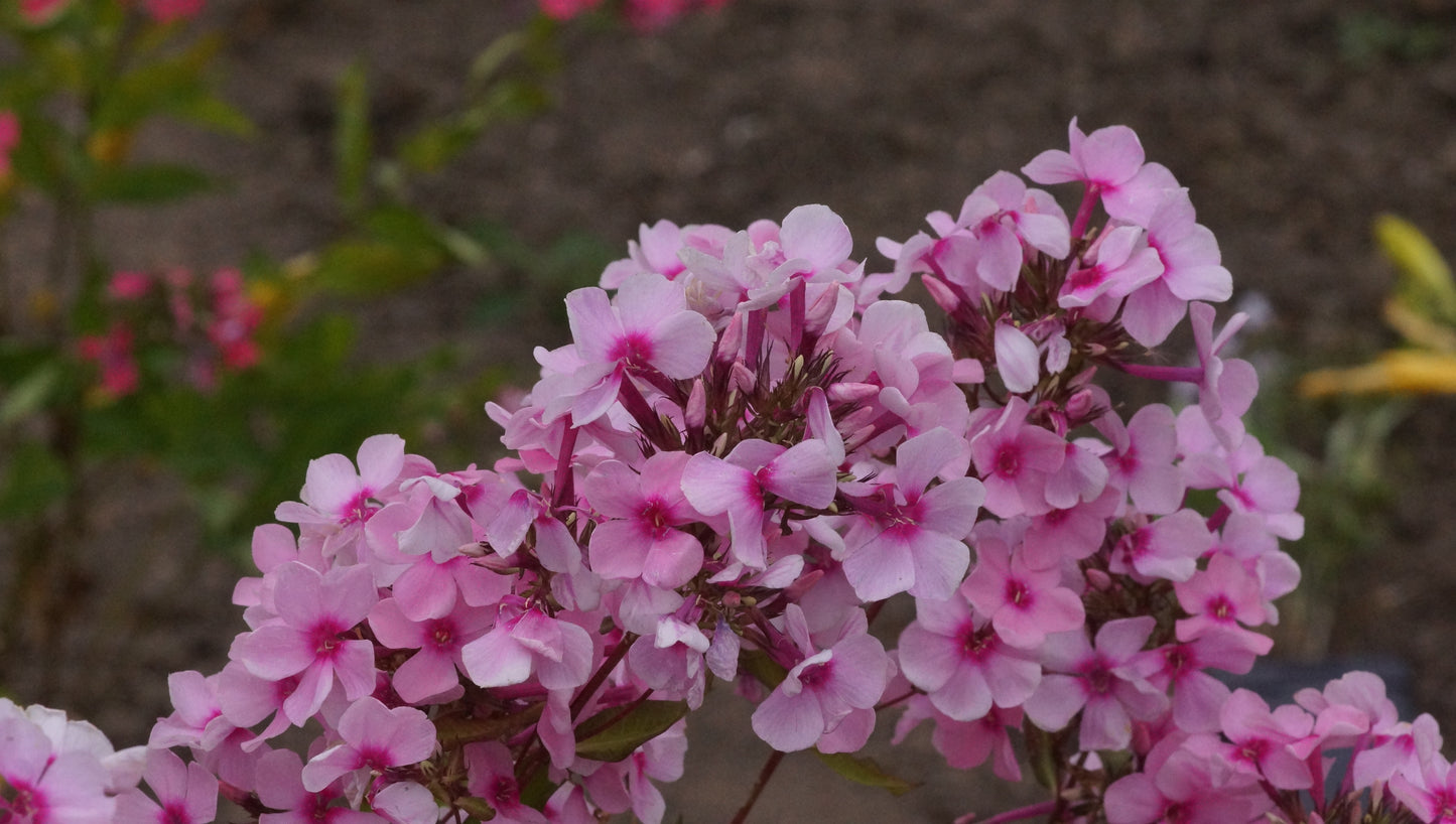 Phlox paniculata 'Landhochzeit' - Hoher Stauden-Phlox