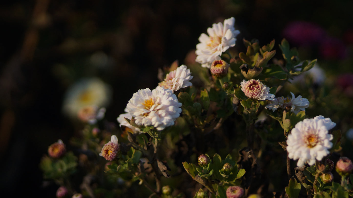 Chrysanthemum Indicum-Hybride 'Julia' - Herbst-Chrysantheme