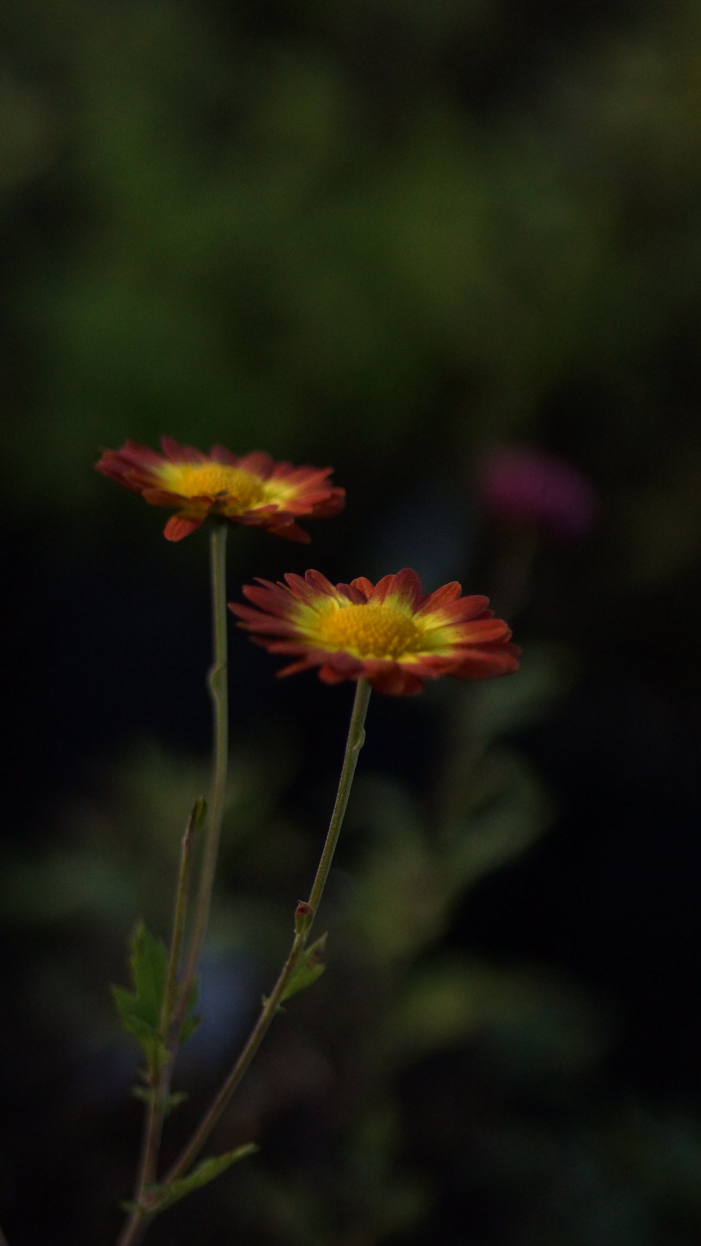 Chrysanthemum Indicum-Hybride 'Dernier Soleil' - Herbst-Chrysantheme