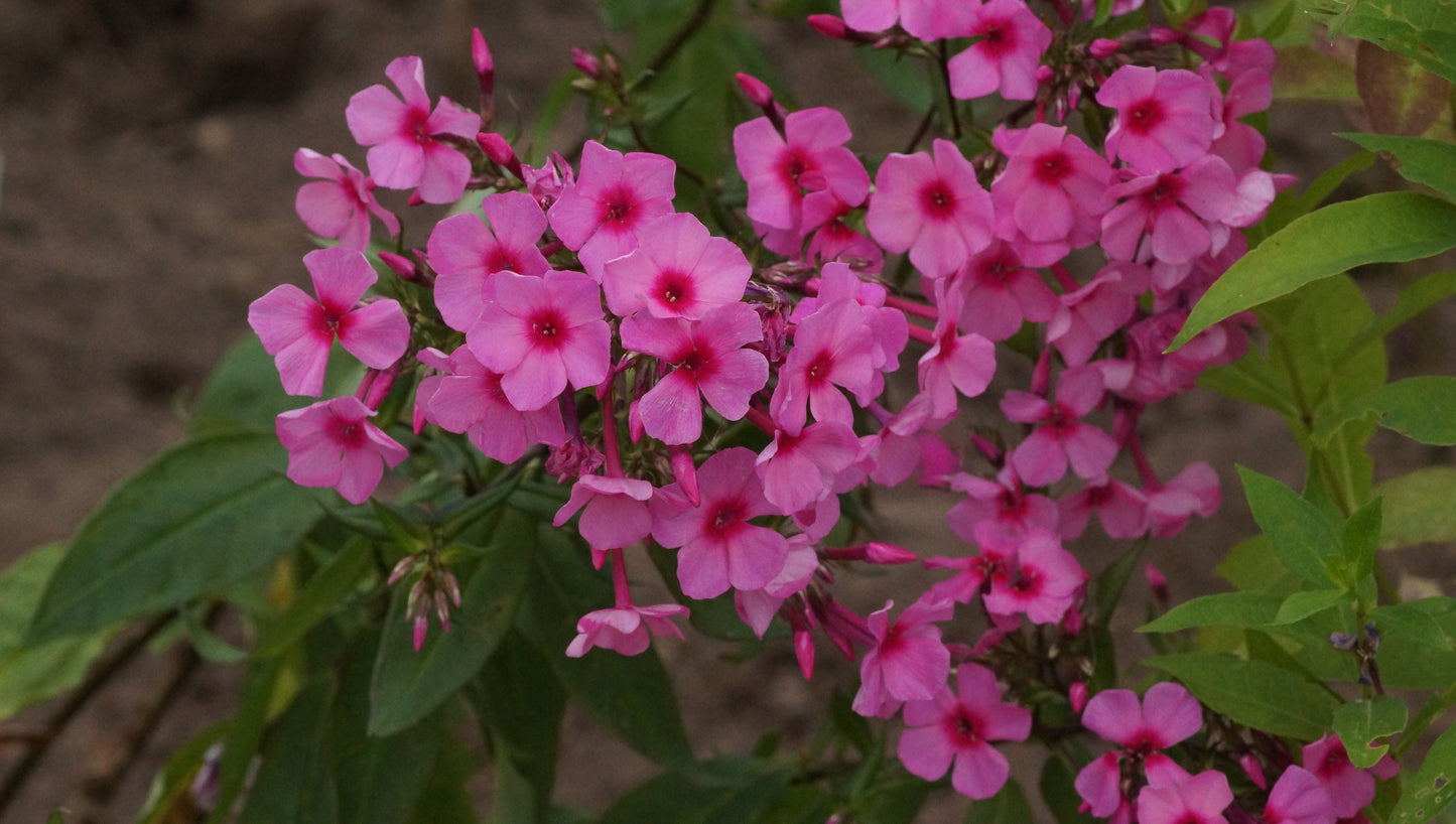 Phlox paniculata 'Arktur' - Hoher Stauden-Phlox