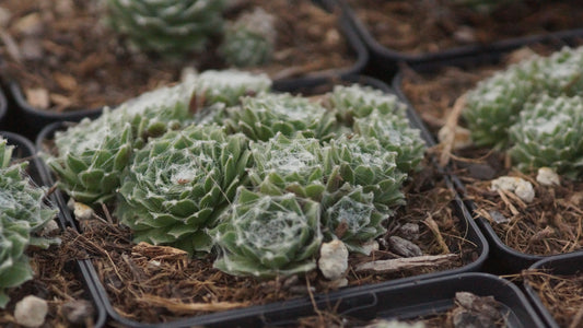 Sempervivum Arachnoideum-Hybride 'Skovtrold's Triumph' - Spinnweben-Hauswurz