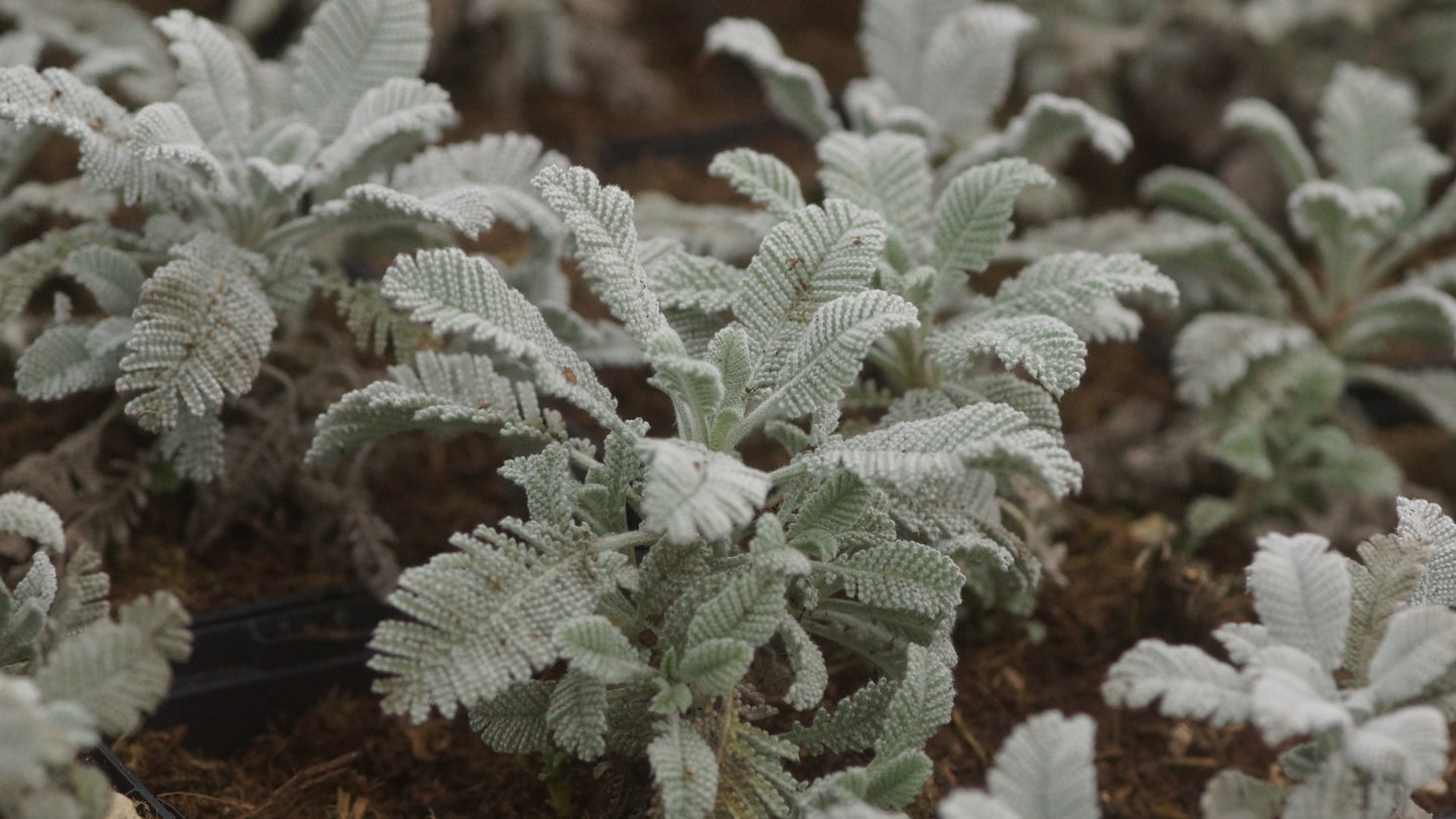 Tanacetum haradjanii - Silber-Wucherblume