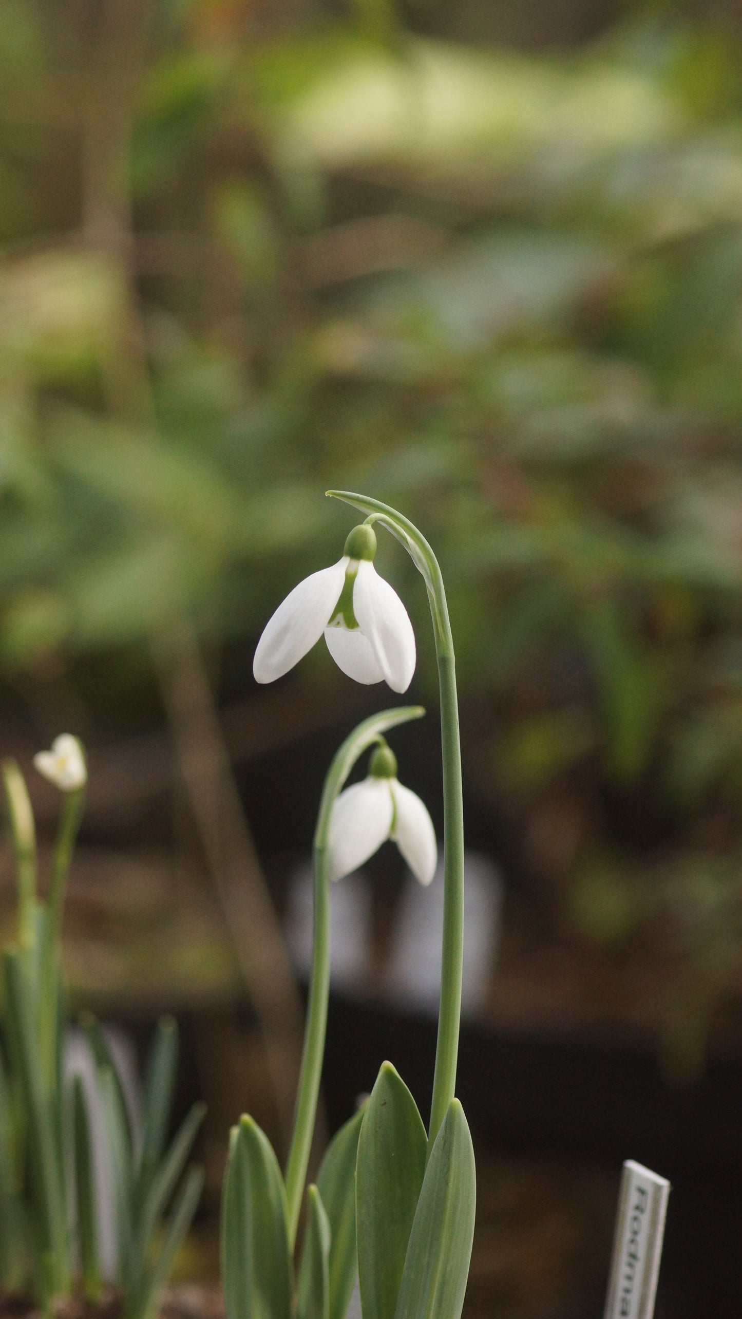 Galanthus elwesii - Elwes-Schneeglöckchen