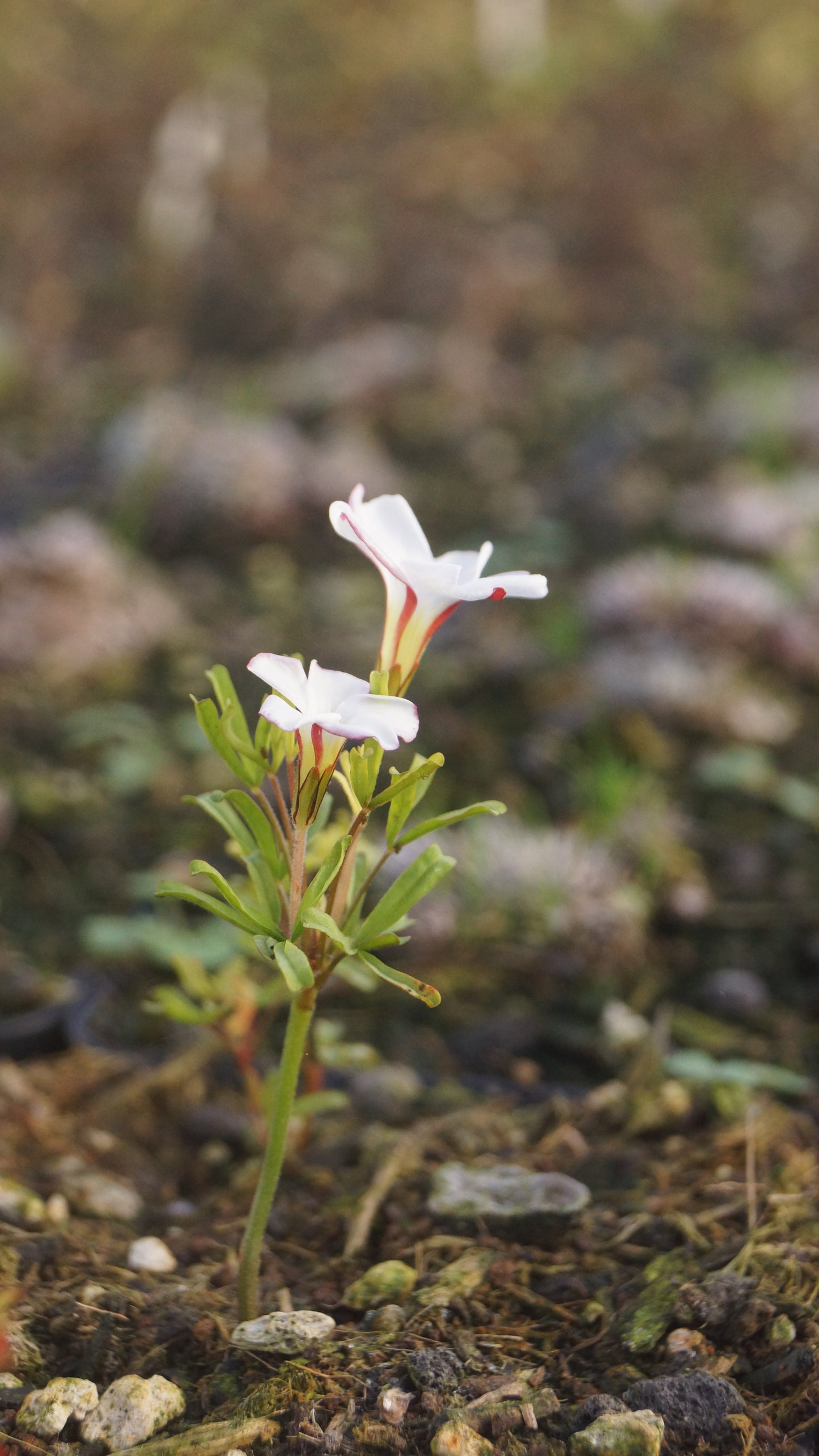 Oxalis versicolor - Zweifarbiger Sauerklee