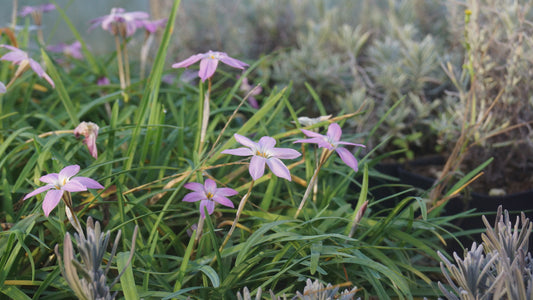 Ipheion uniflorum 'Charlotte Bishop' - Einblütiger Frühlingsstern