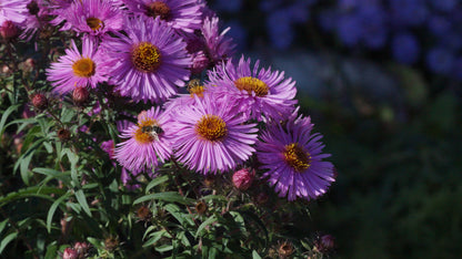 Aster novae-angliae 'Barr's Pink' - Raublatt-Aster