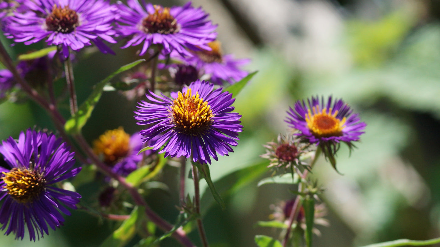 Aster novae-angliae 'Violetta' - Raublatt-Aster