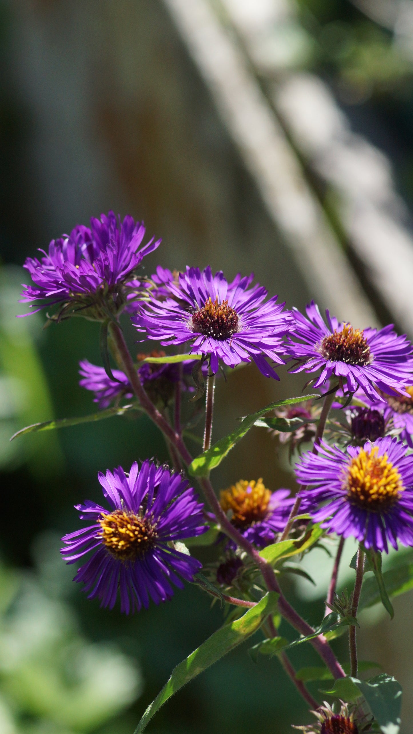 Aster novae-angliae 'Violetta' - Raublatt-Aster