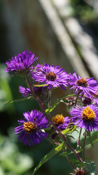 Aster novae-angliae 'Violetta' - Raublatt-Aster