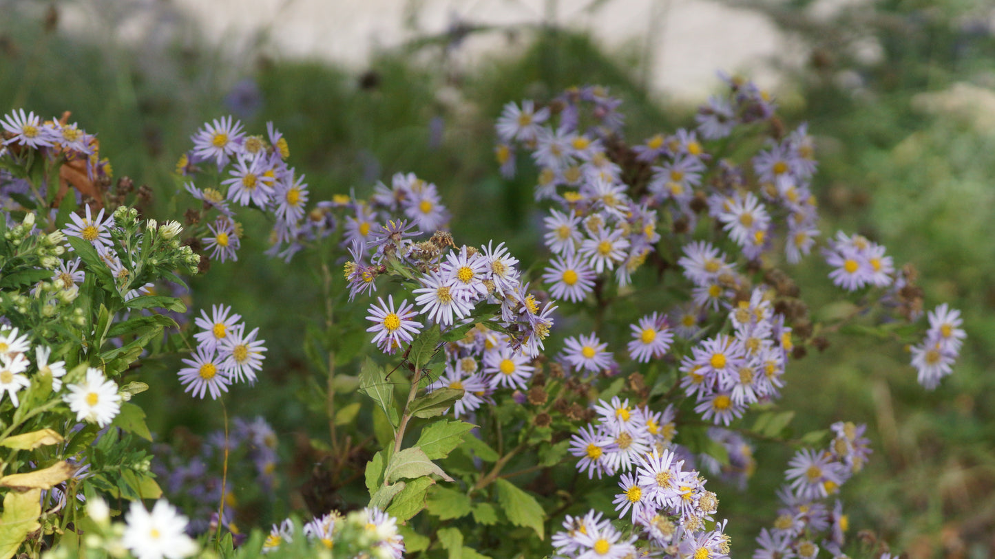 Aster ageratoides 'Asran' - Wild-Aster