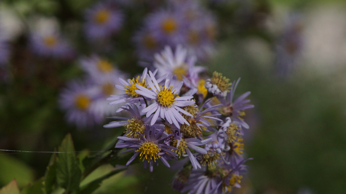 Aster ageratoides 'Asran' - Wild-Aster