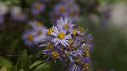 Aster ageratoides 'Asran' - Wild-Aster