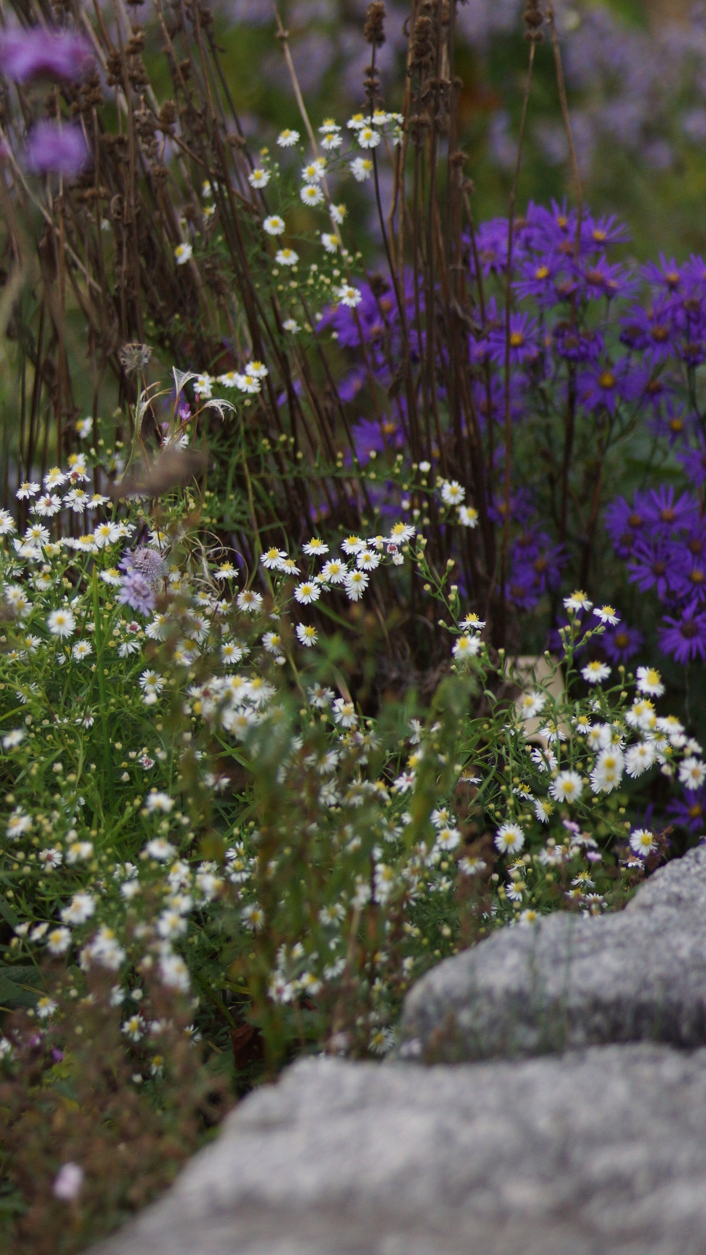 Aster pringlei 'Monte Cassino' - Myrten-Aster