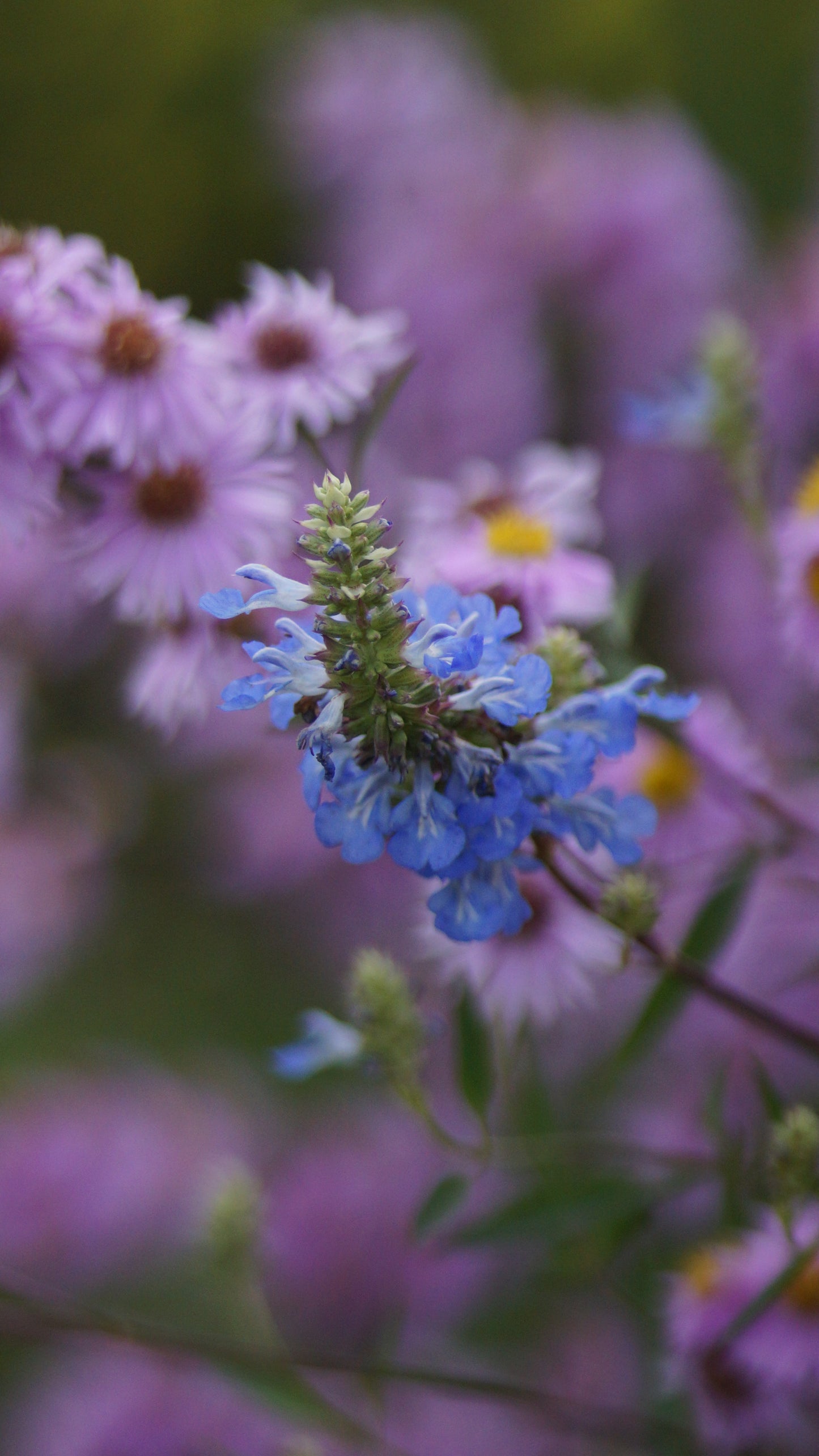 Salvia uliginosa - Moor-Salbei