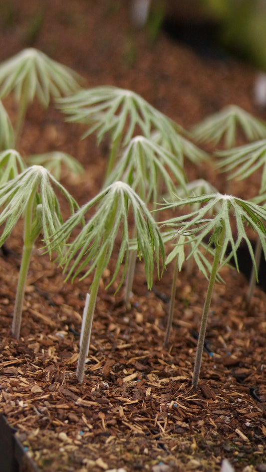Syneilesis aconitifolia - Pilzblatt