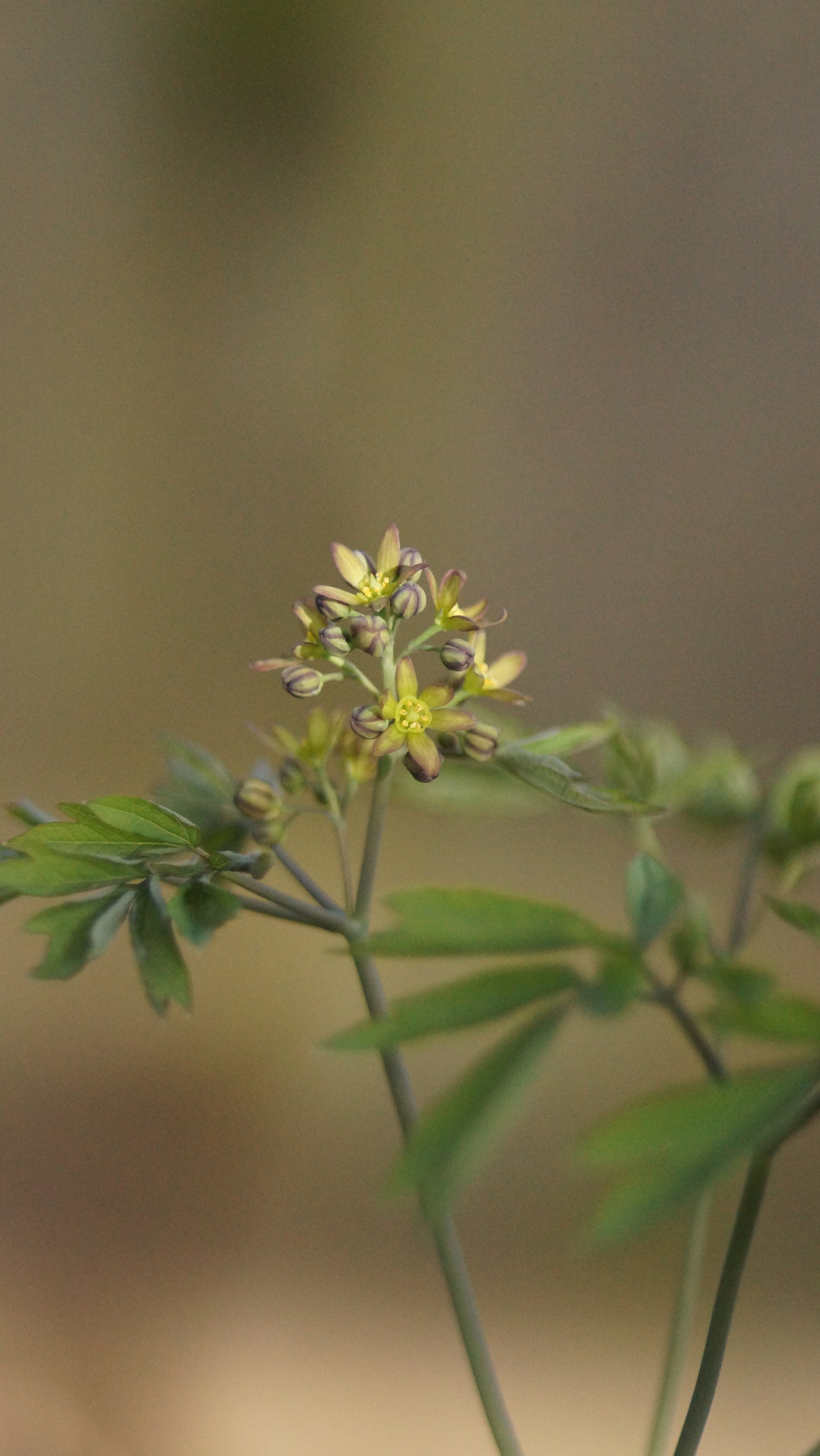 Caulophyllum thalictroides - Indianerwiege
