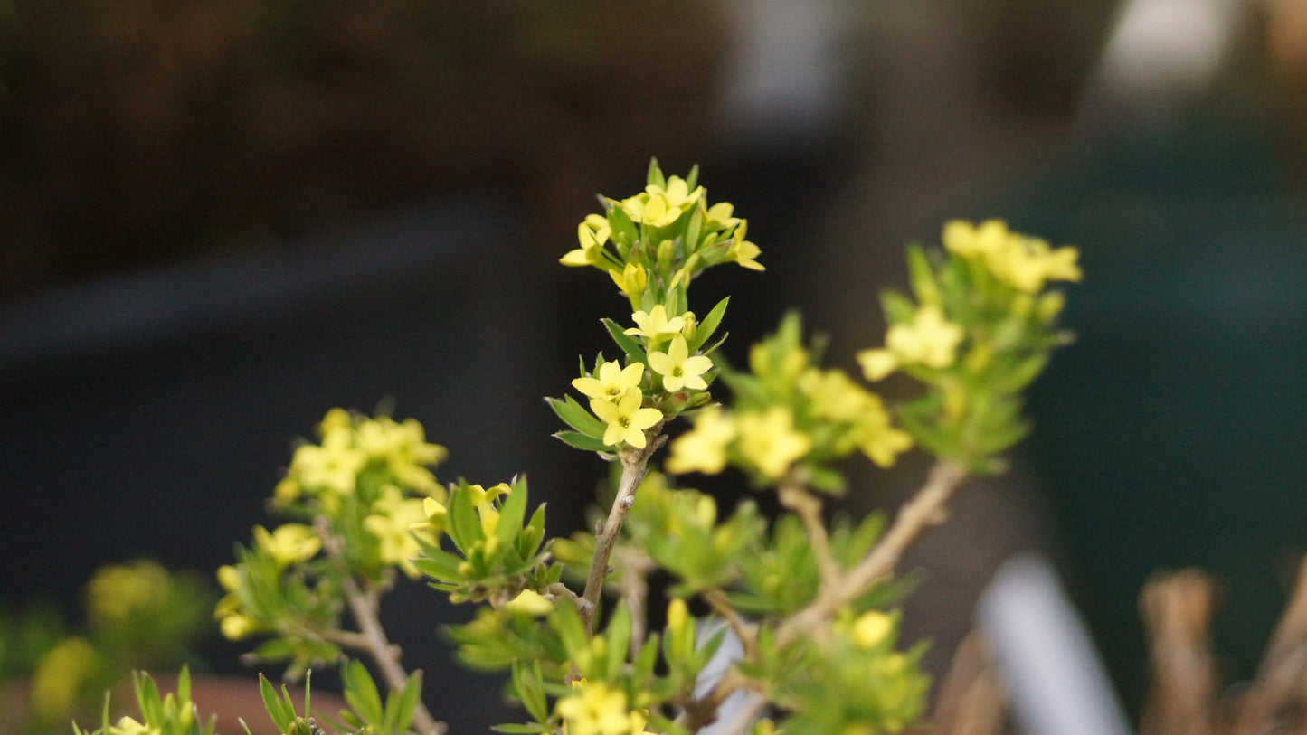 Daphne modesta - Yunnan-Felsen-Seidelbast