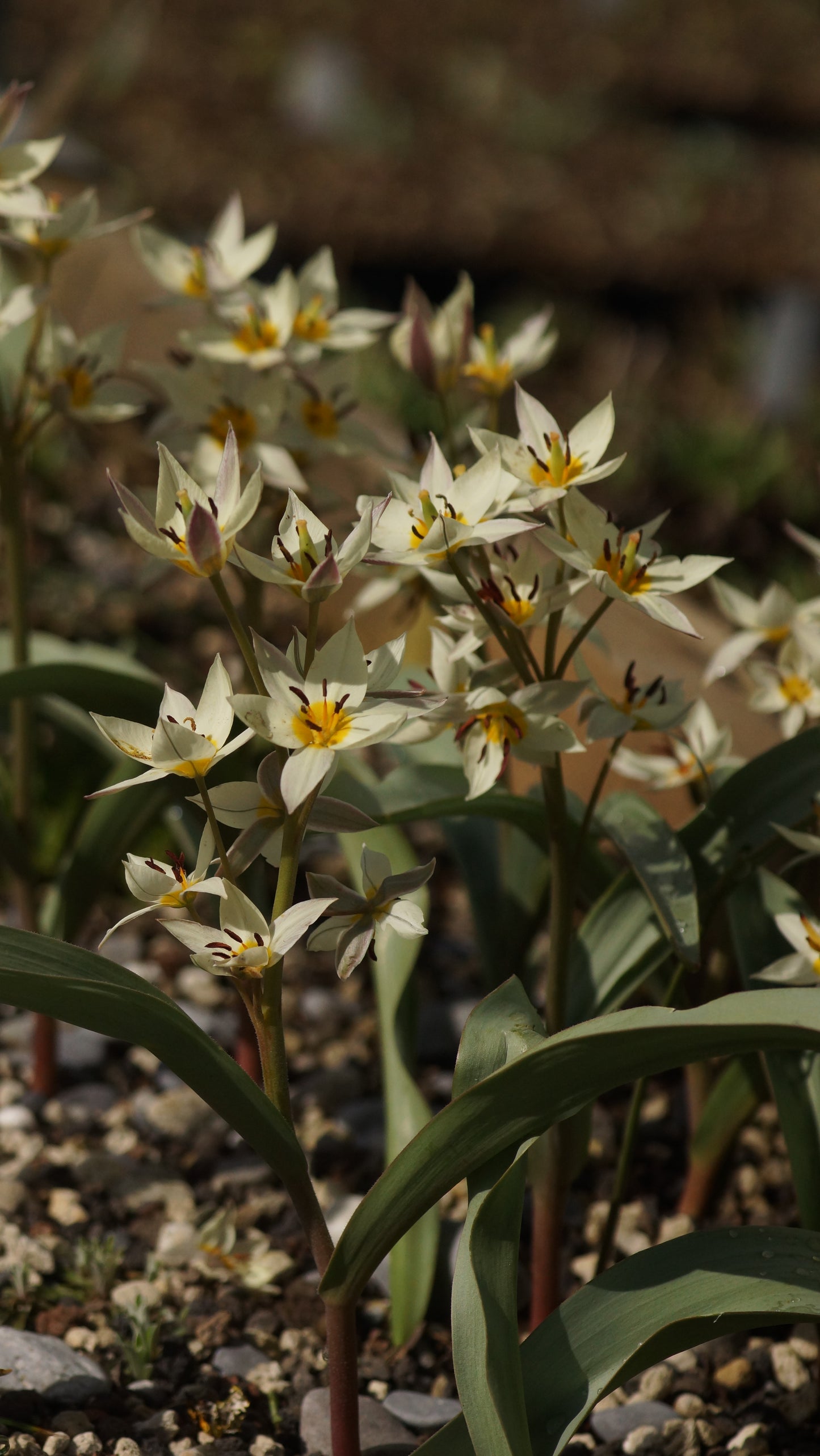 Tulipa turkestanica - Turkestanisches Tulpe
