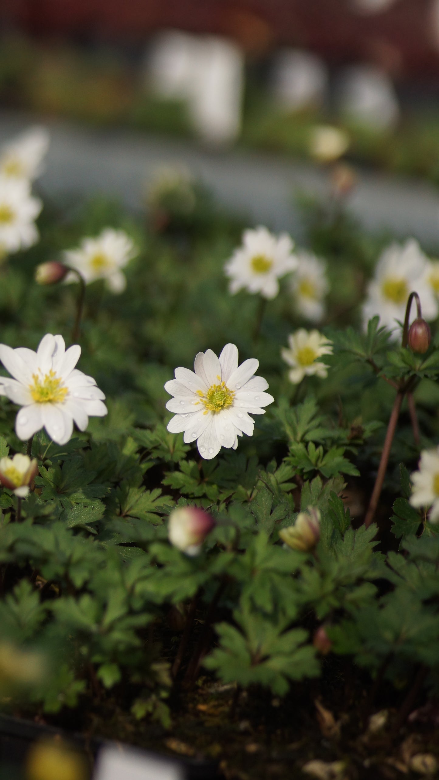 Anemone blanda 'White Splendour' - Balkan-Anemone