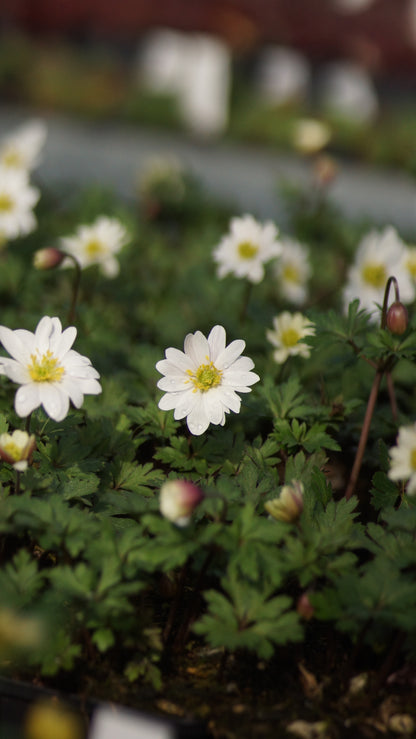 Anemone blanda 'White Splendour' - Balkan-Anemone
