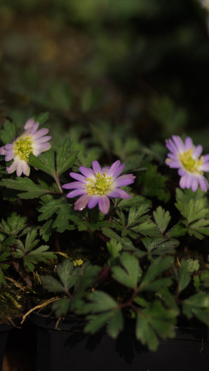 Anemone blanda 'Charmer' - Balkan-Anemone
