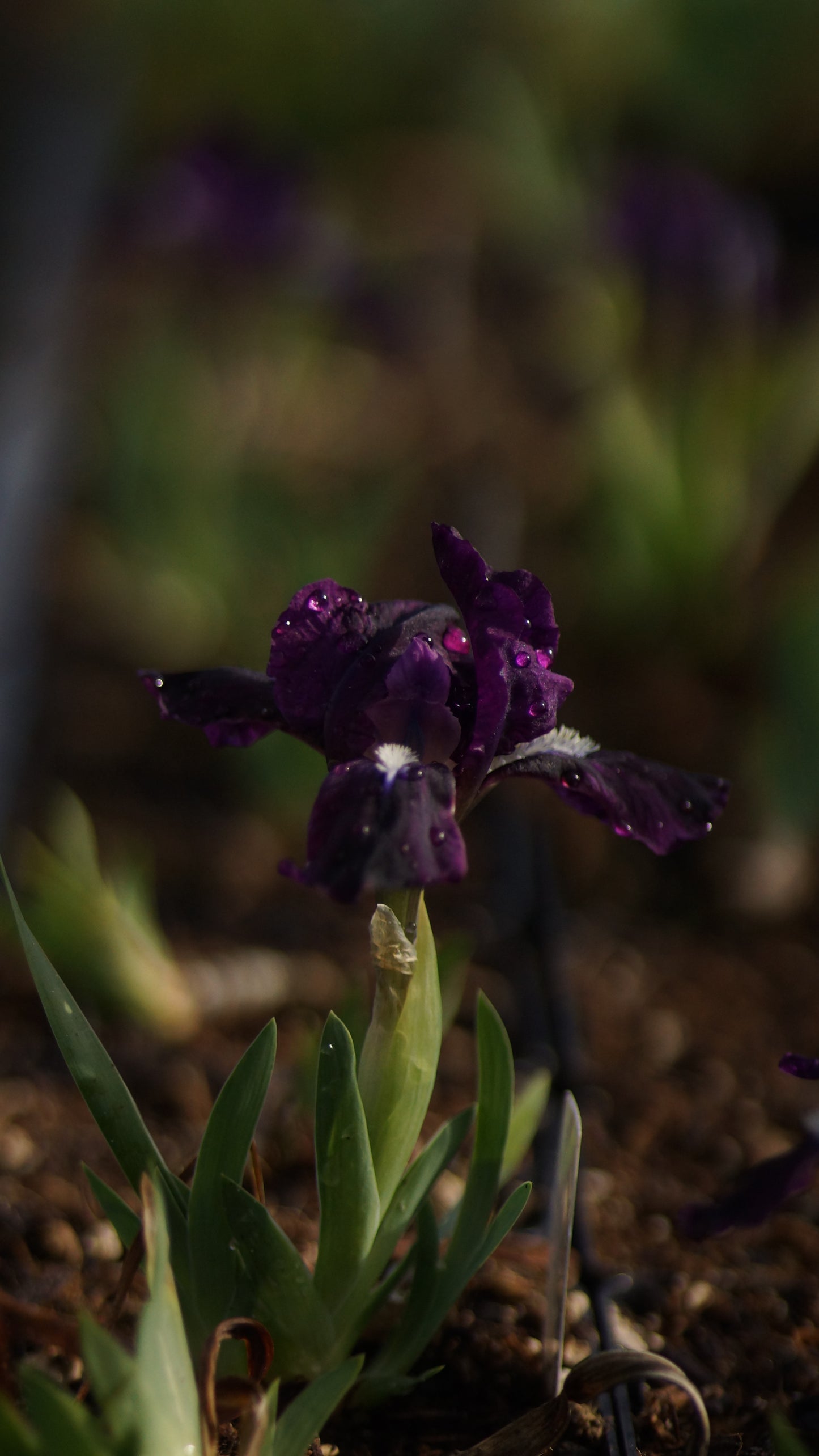 Iris pumila 'Lütolf' - Zwerg-Schwertlilie