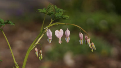 Lamprocapnos spectabilis 'Cupid'
