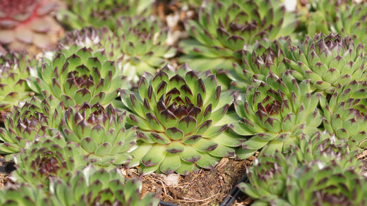Sempervivum Cantabricum-Hybride 'Reinhard' - Hauswurz
